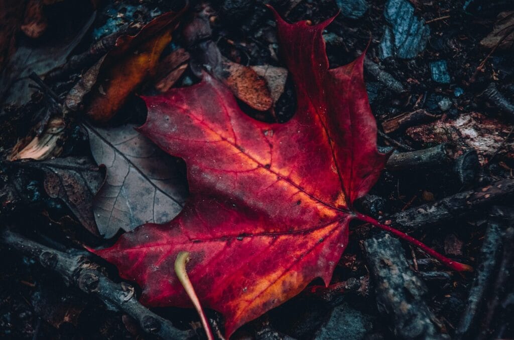 maple leaf, red leaf, fallen leaves, autumn, nature, leaves, foliage, autumn leaves, autum foliage, fall foliage, forest floor